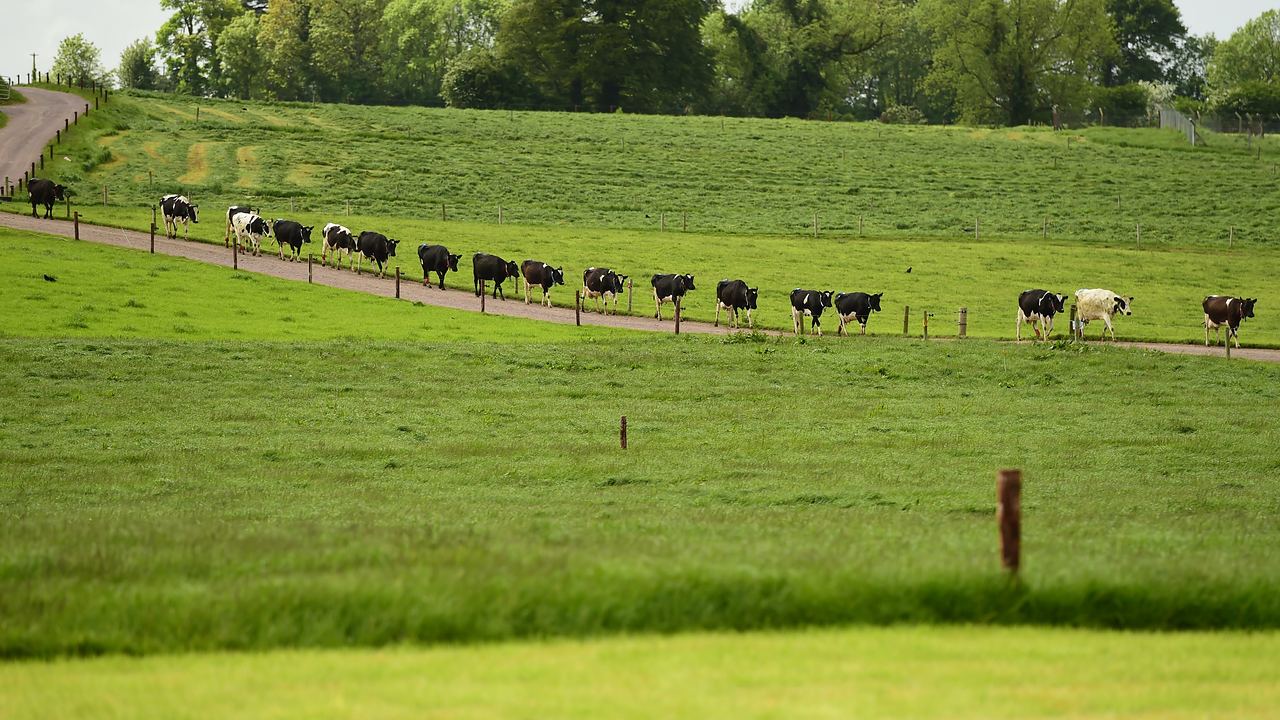 A herd walking home along a farm lane on their own, no one driving them