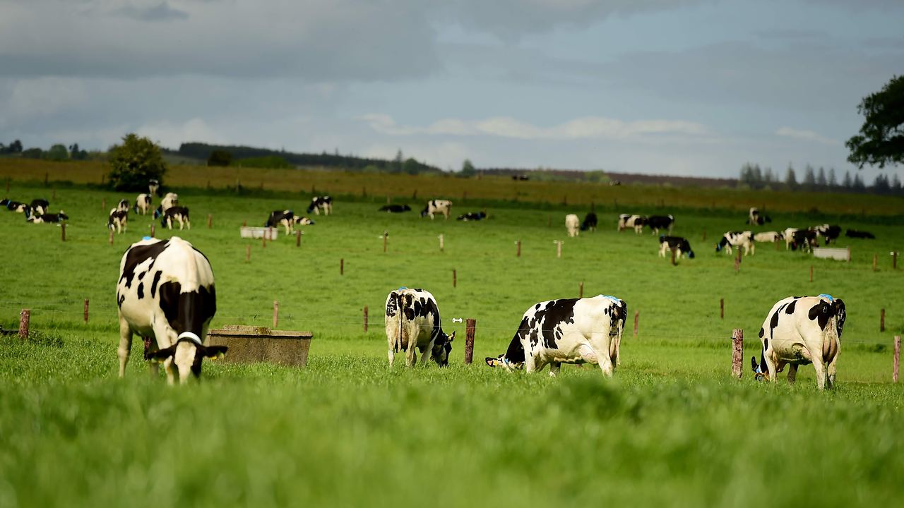 A grazing platform divided by a fence line, the herd spread across it, hedges and country beyond