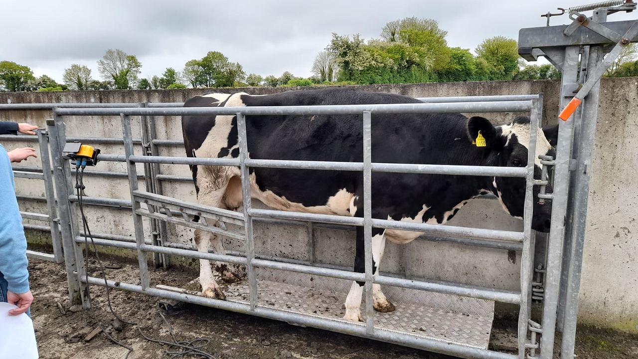 A cow standing in a weighing crate with a WeighRite Smartport
